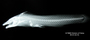 Liobagrus nantoensis FMNH 59080 lecto lat x